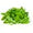 Arugula