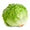 Lettuce